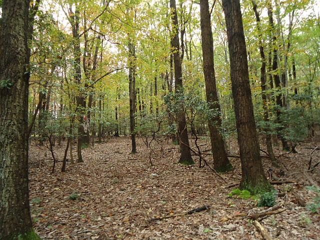 2nd image of 7962 Jackson Mountain Ct