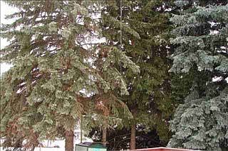 3rd image of 2317 Garland Dr