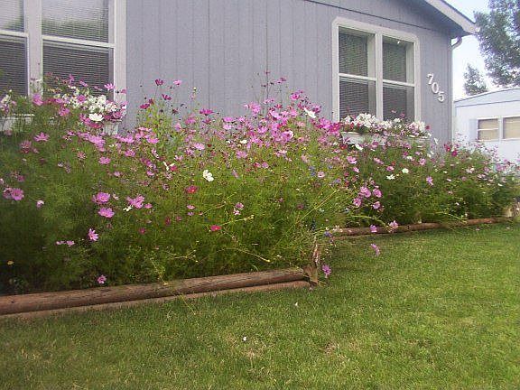 front garden 2
