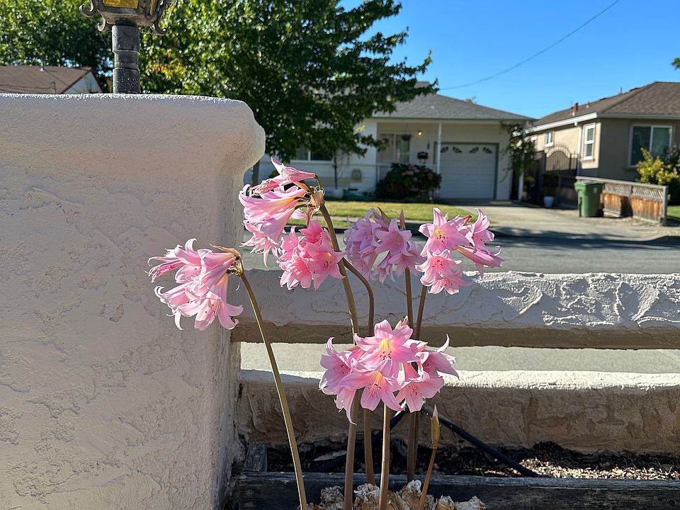 Flowers in front yard
