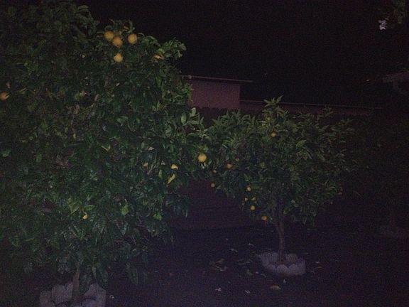 Orange and lemon trees