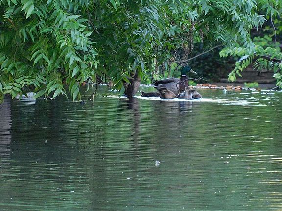 Family of Ducks