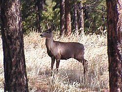 Deer