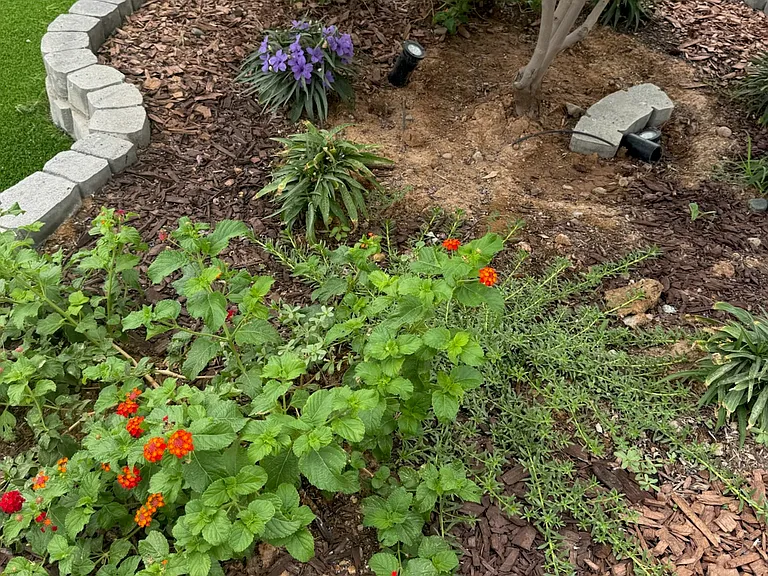 Beautiful pops of red from lantana, purple katies and white flowers coming soon on the ground cover planted between them :)