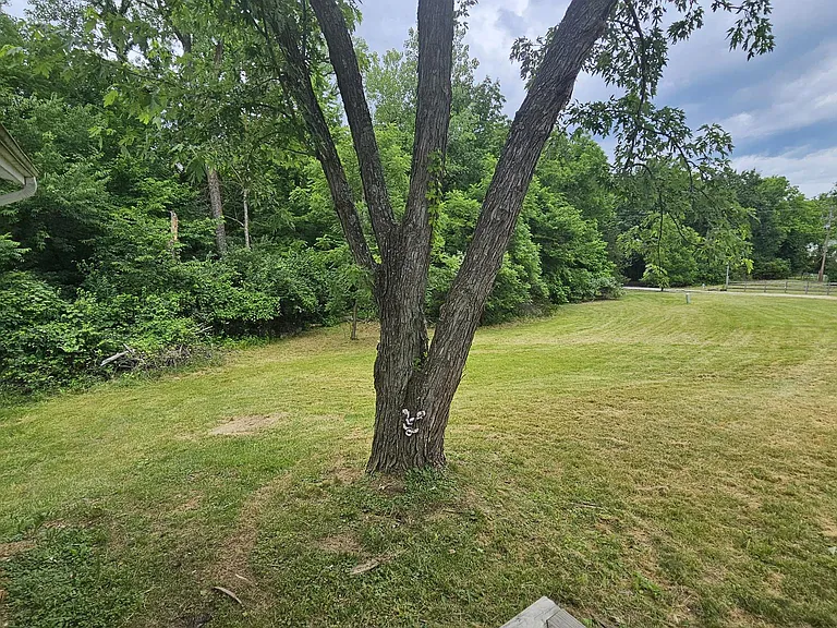 Front yard