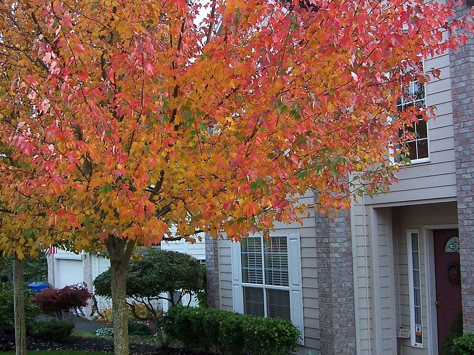 Street side in the fall