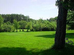 Backyard with Fruit Trees