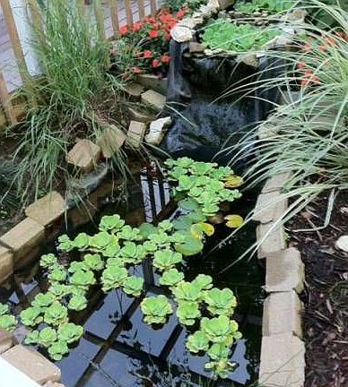 Pond