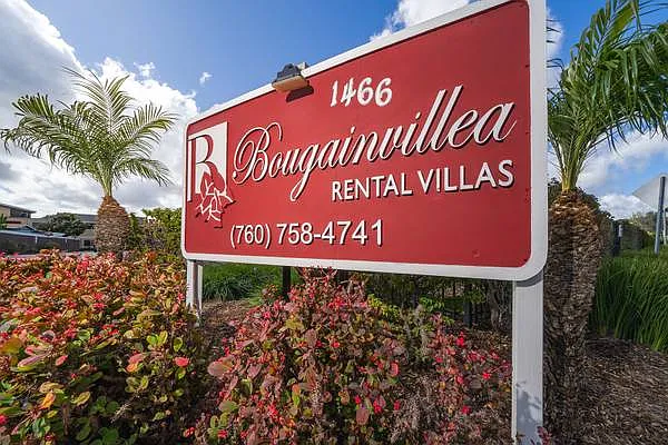 Bougainvillea — Photo 2