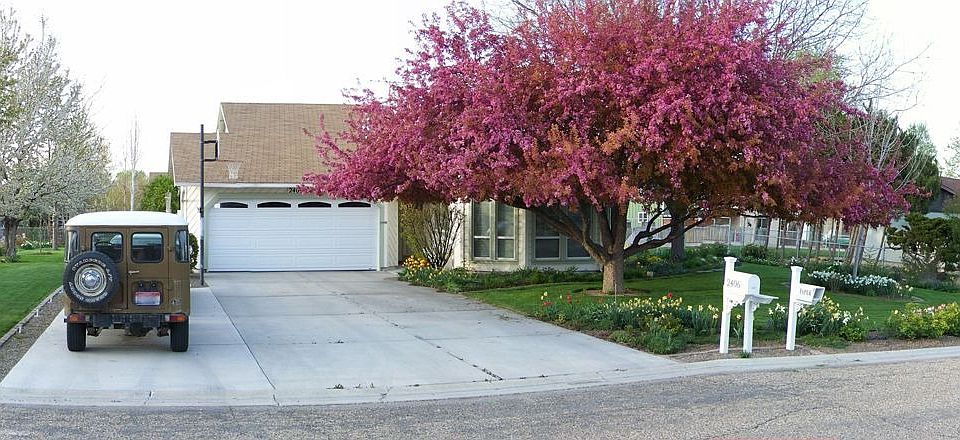 Early spring with the crabapple in full bloom
