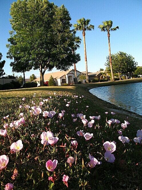 Springtime Pond view, just over the fence