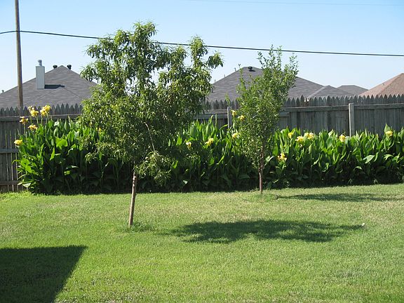 peach & plum tree, cannas in background
