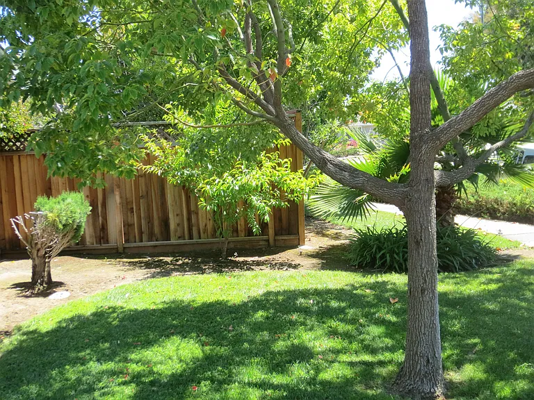 front yard from driveway