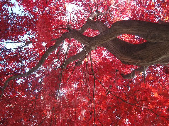 Red Maple (sideways)