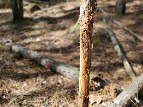 0 Serenity Ln #2, Talladega, AL 35160