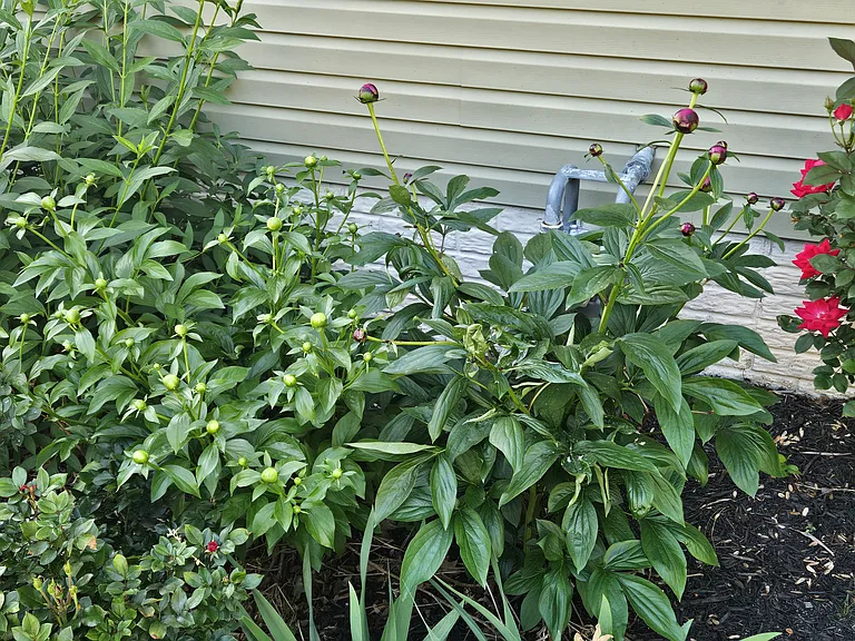Peonies and other flowers which bloom each spring and throughout the summer