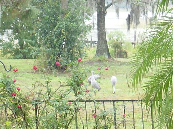 Backyard wildlife