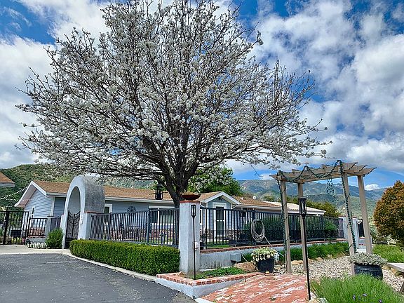 Spring Japanese Maple