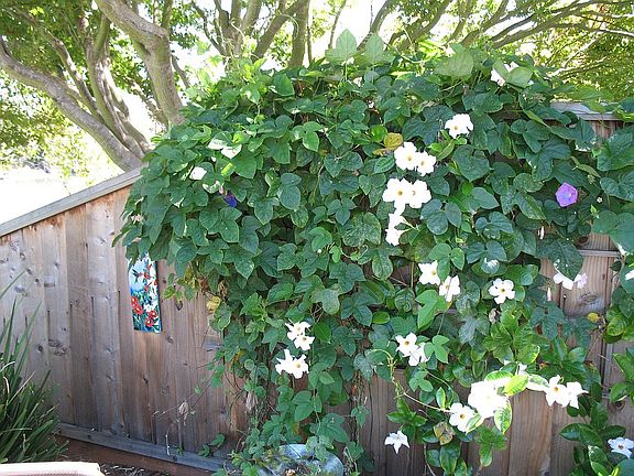 One of Three Lagoon Side Yd.