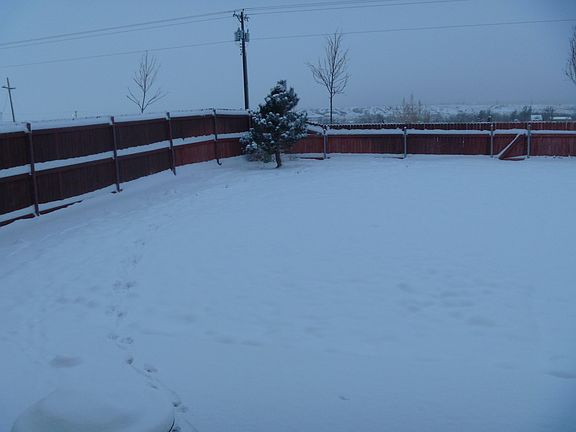 winter's day (backyard)