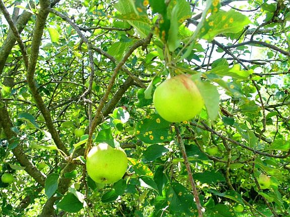 Apple Tree!!