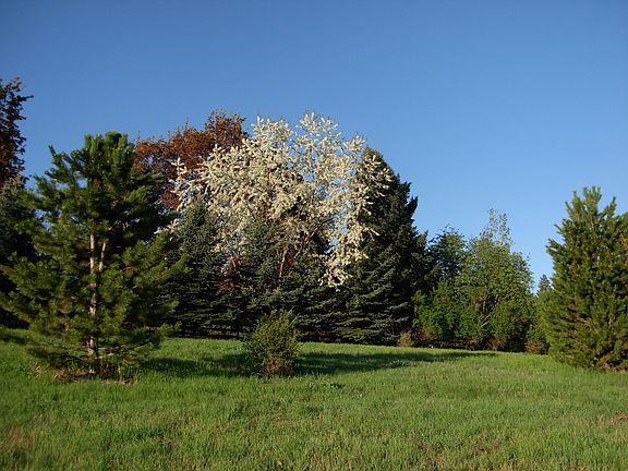 Cherry Tree