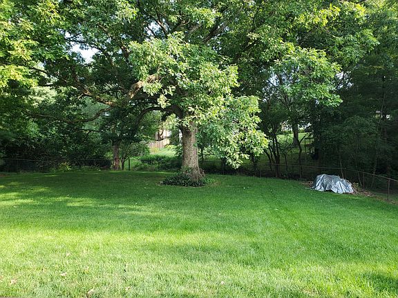 Backyard tree in summer