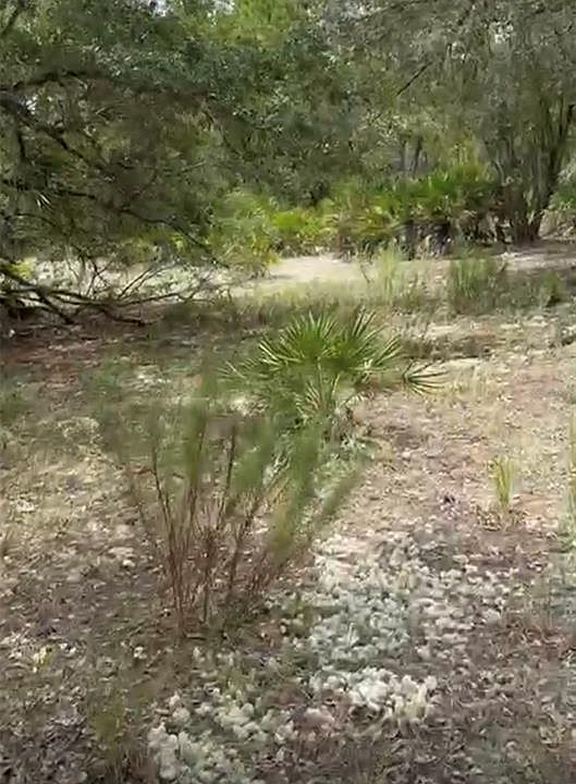 2nd image of 0 ORCHID DRIVE LOT 20