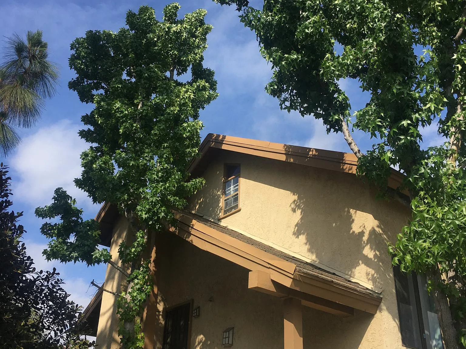 89 Tangelo — Photo 2