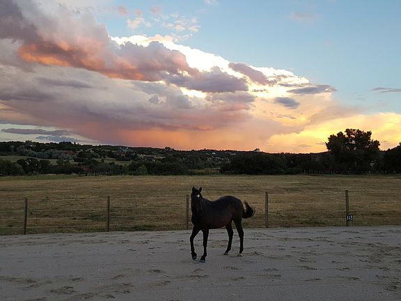 Dressage arena with washed sand footing
