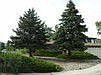 Mature trees provide privacy