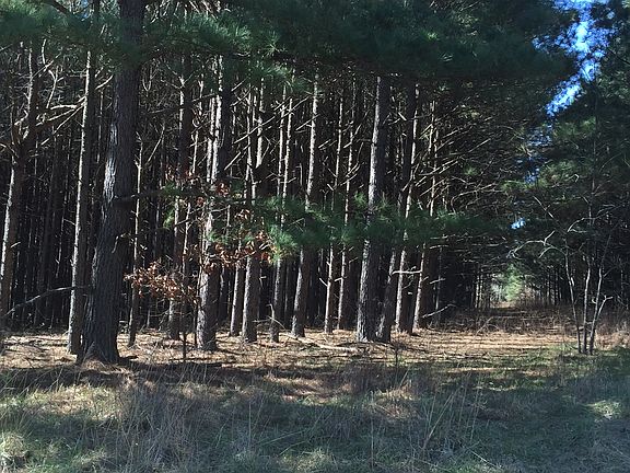 Tall pines