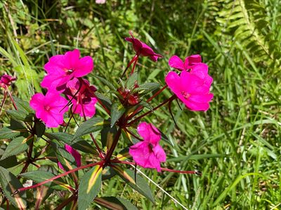Kokokahi Rd, Volcano, HI, 96785