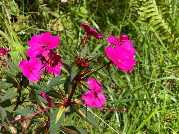 Kokokahi Rd Lot 65, Volcano, HI 96785