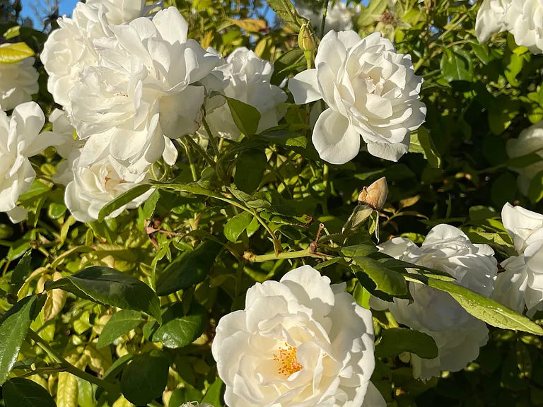 Front yard rose bush