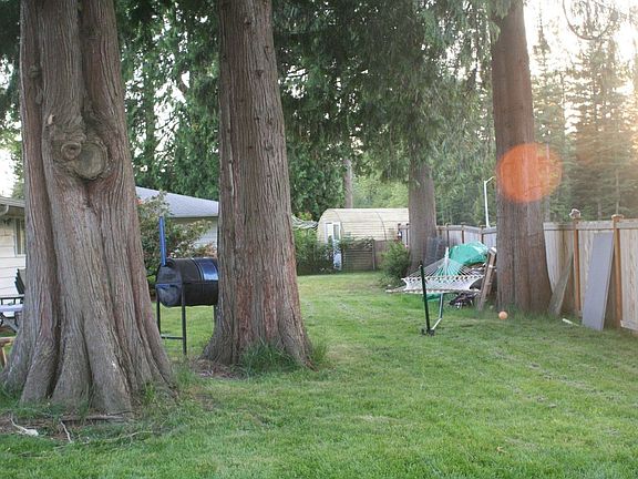 Beautiful Cedar trees that the grass grows beneath