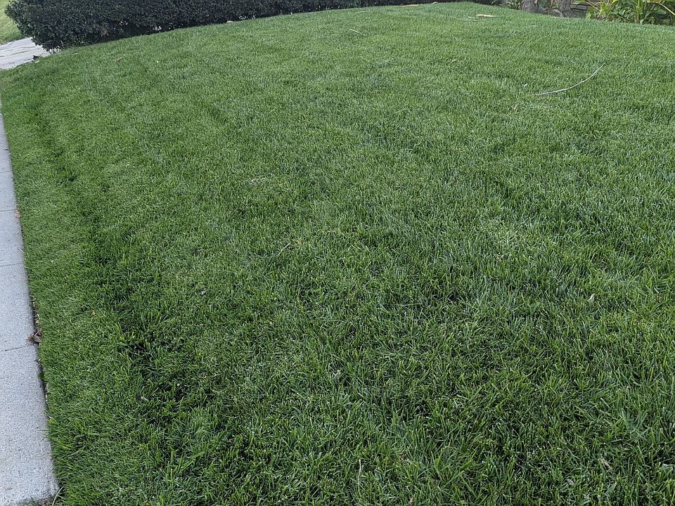 YARD! :)
Real Grass.