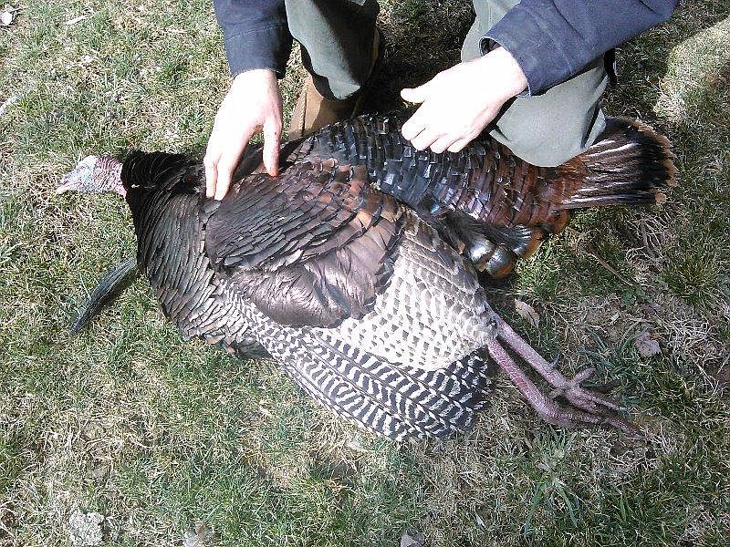 Spring Gobbler