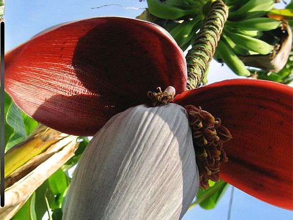 Banana tree and lemon tree.