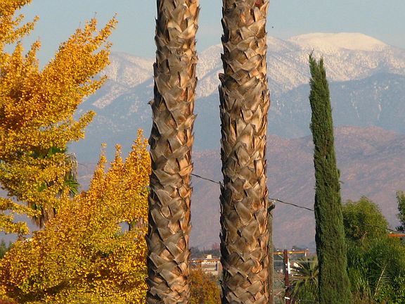 view from the home office