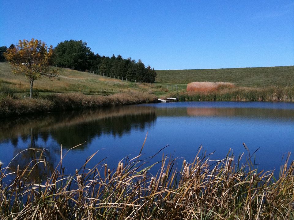 Pond (looking north)