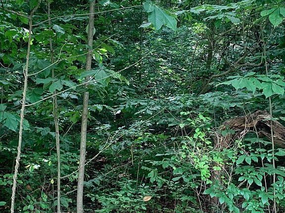 4th image of Woodgreen Ln