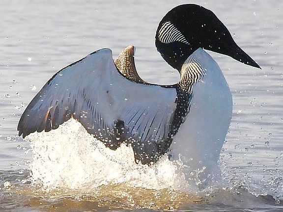 Look (20 feet from shore)