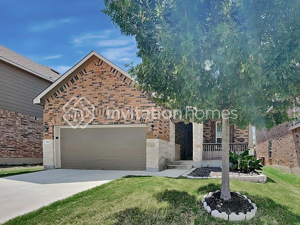 1st image of 1607 Crown Daisy