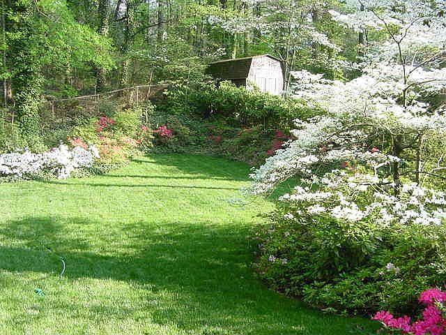 Back garden