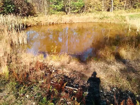small spring fed pond
