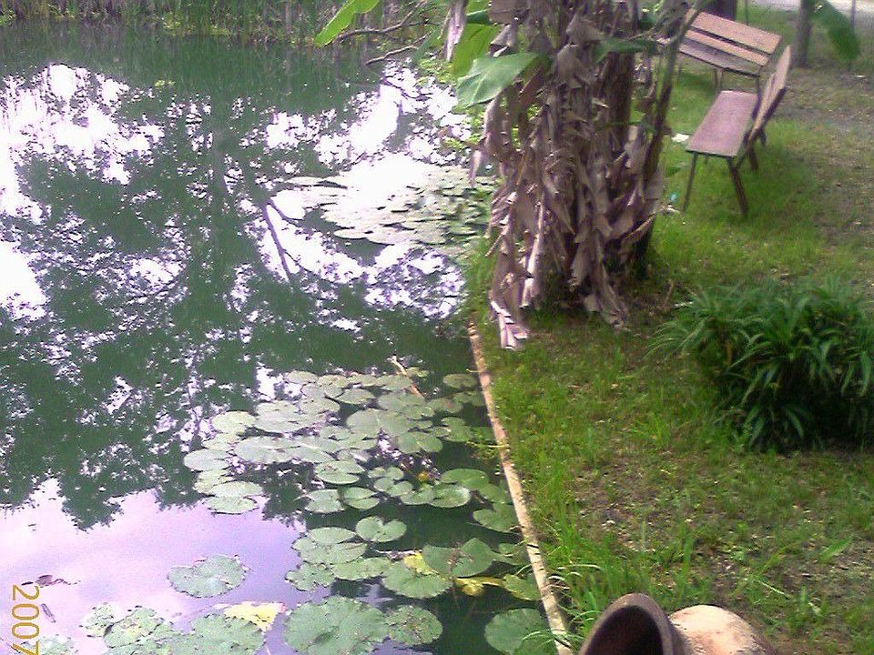 Pond A