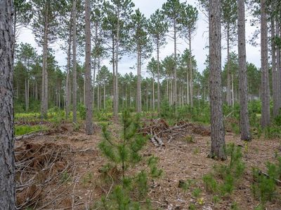 Lot 5 Bollig Court #5, Nekoosa, WI, 54457