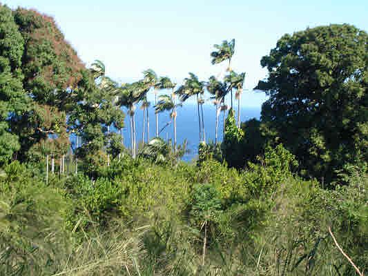 2nd image of Puualaiea Lot 3