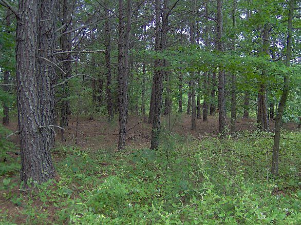 2nd image of 175 Gardner Rd. #Lot 18